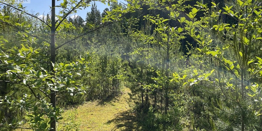 5258 OLD REMO ROAD Terrace Photo 16 5258 OLD REMO ROAD Terrace Photo 16